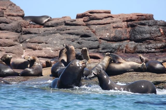 Vistas de la colonia de leones marinos